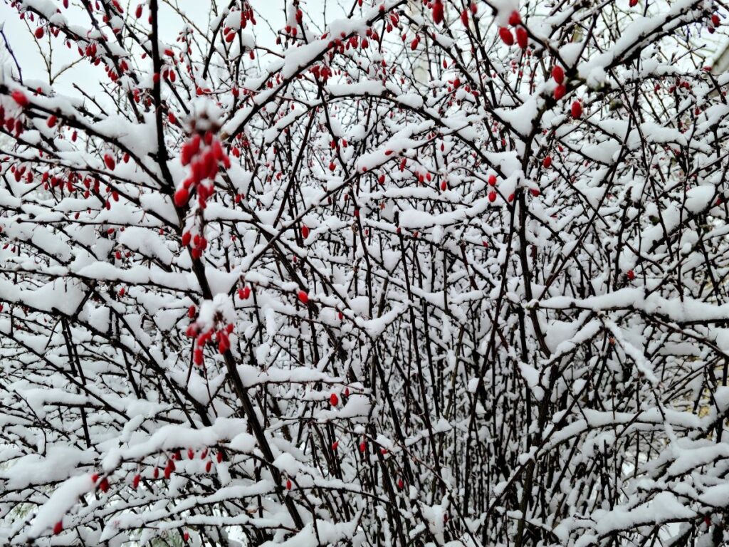 Barberry bushes covered in snow.