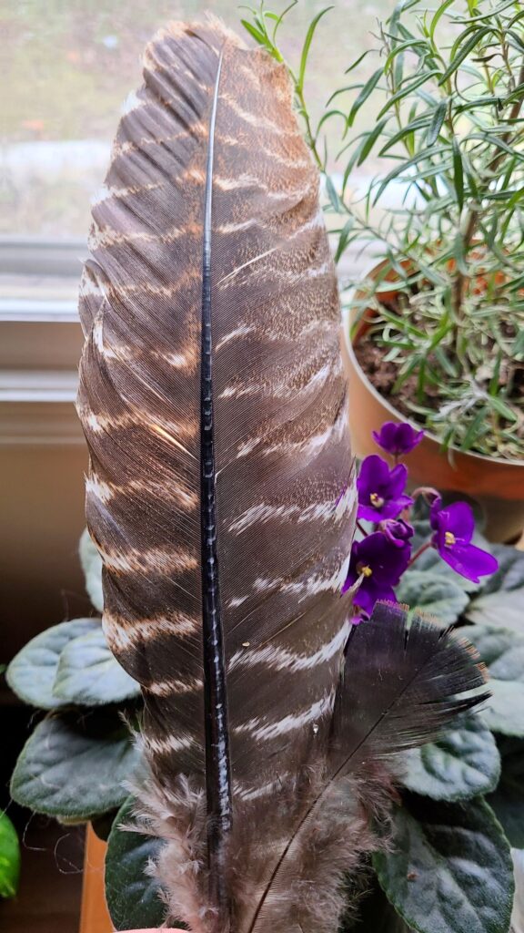 Large feather