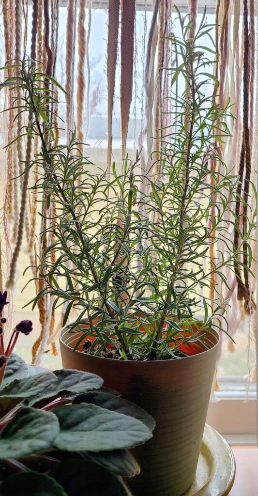 Potted rosemary plant in a window.