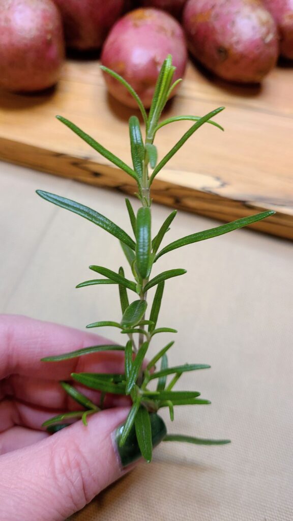 Hand holding a sprig of rosemary up close