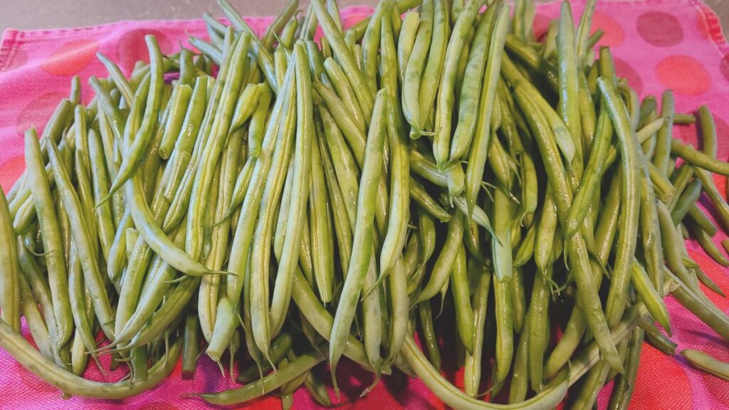 Fresh green beans on a pink towel drying. 