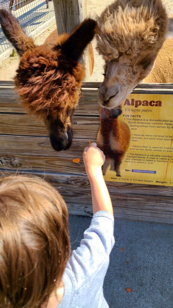 Go to a petting zoo as part of 48 awesome and inexpensive staycation ideas for families.